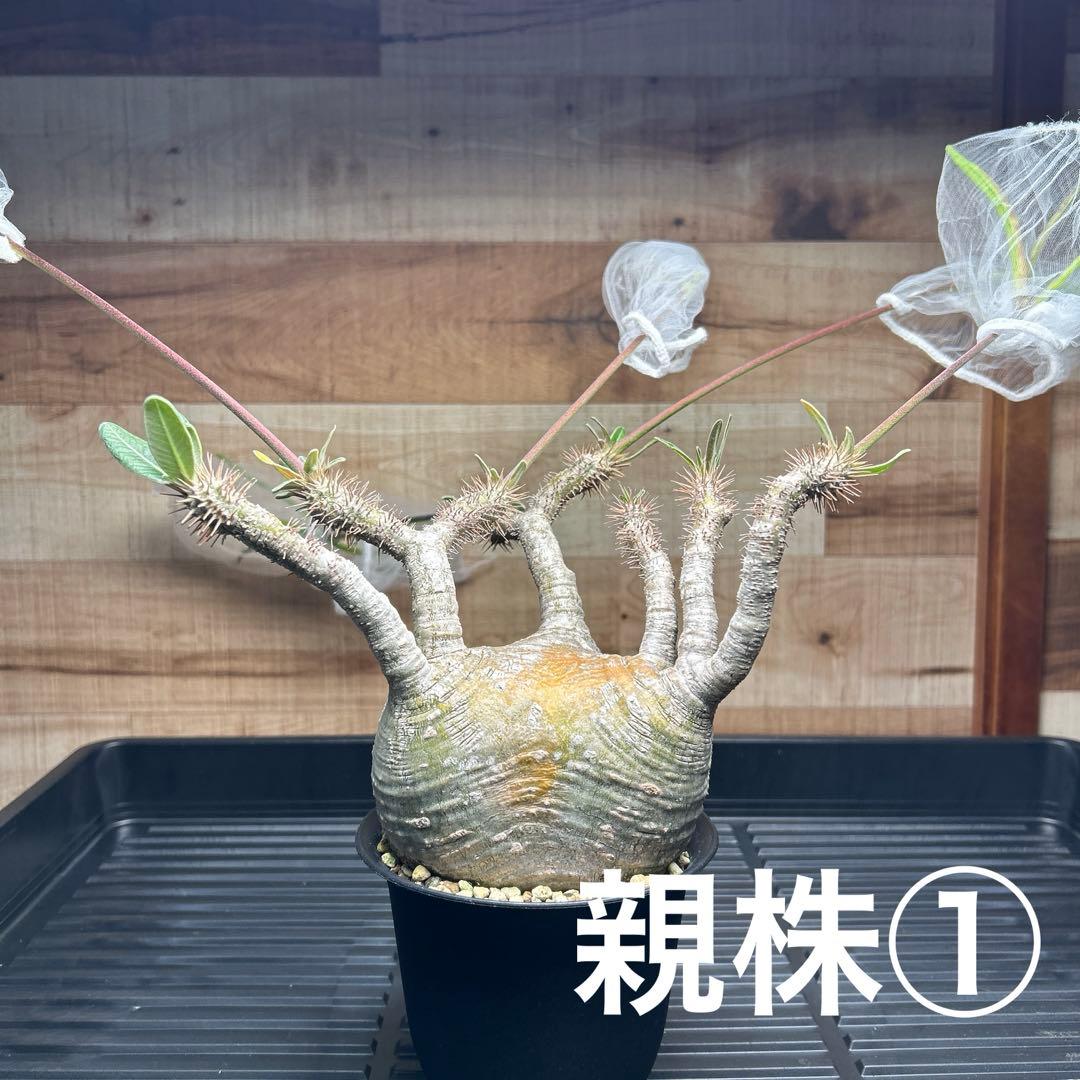 GeneseeD　パキポディウム グラキリス種子