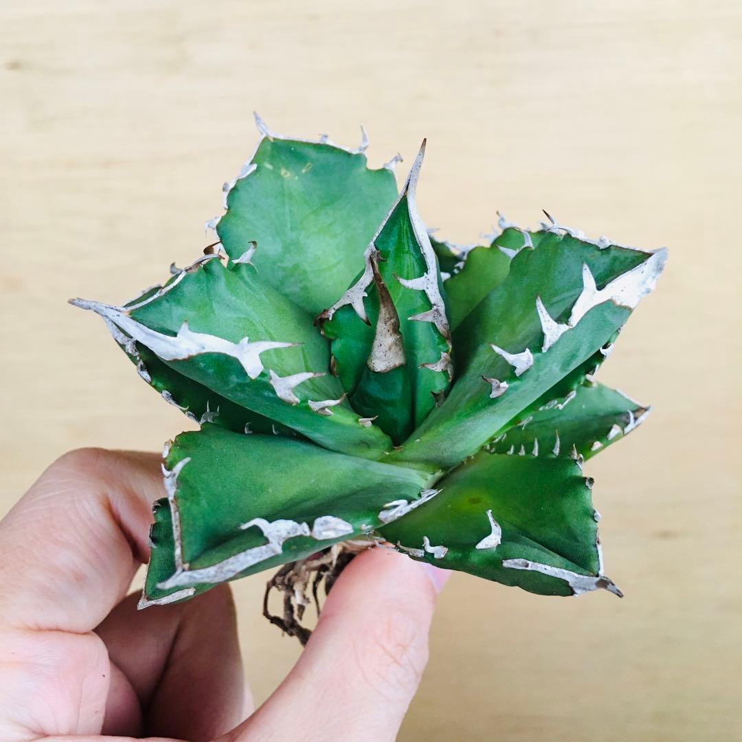 25-7 白火焔 TC株 アガベ チタノタ ホワイトファイヤー