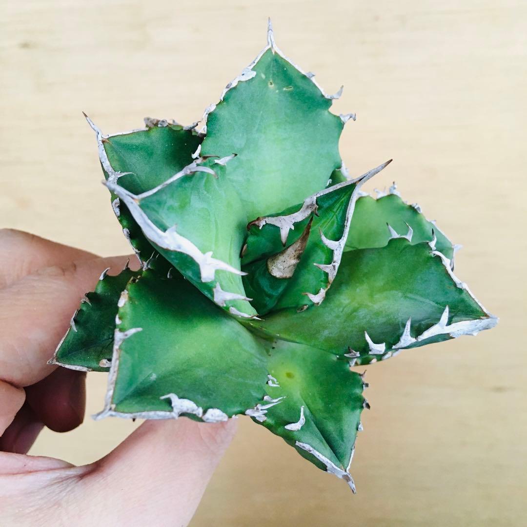 25-7 白火焔 TC株 アガベ チタノタ ホワイトファイヤー