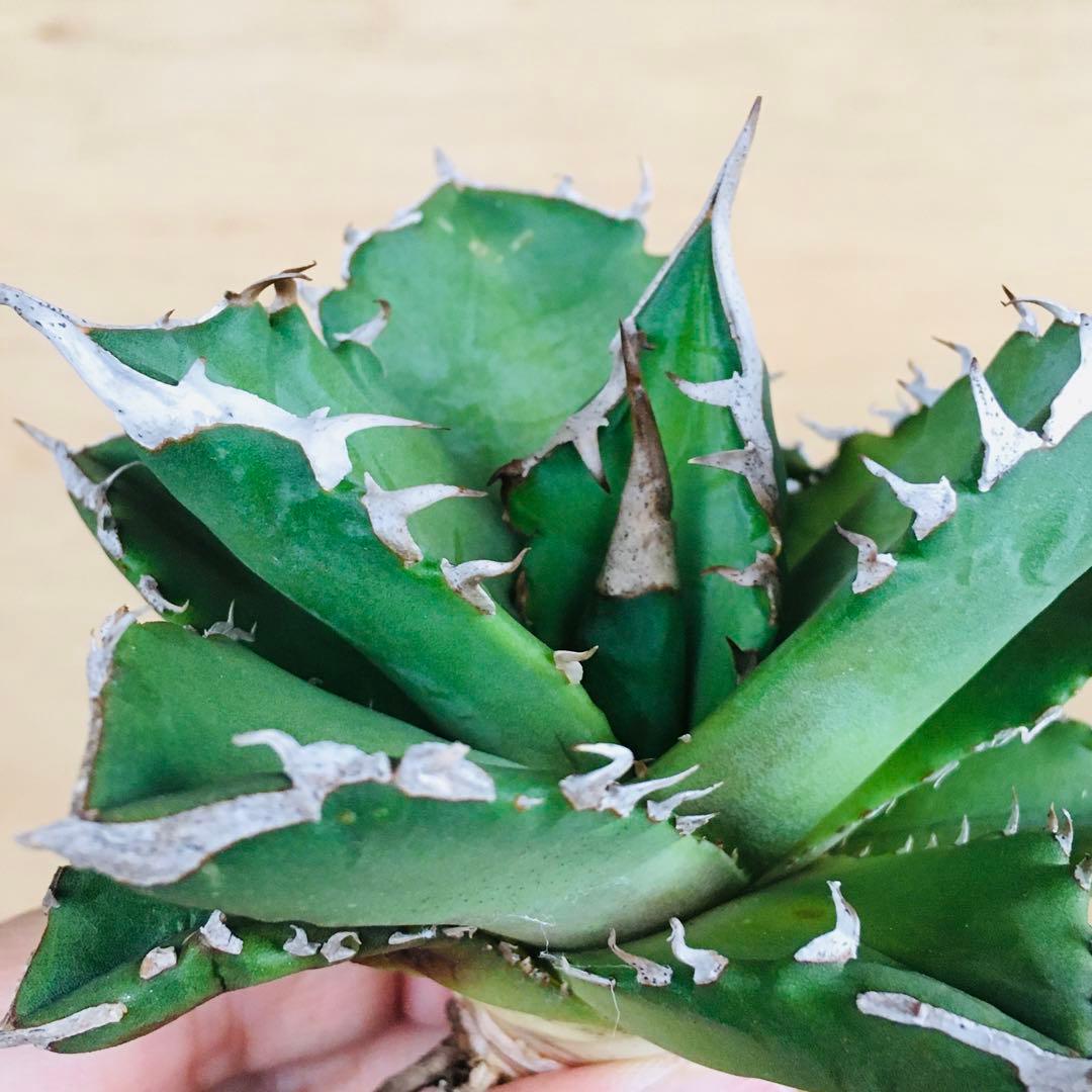 25-7 白火焔 TC株 アガベ チタノタ ホワイトファイヤー