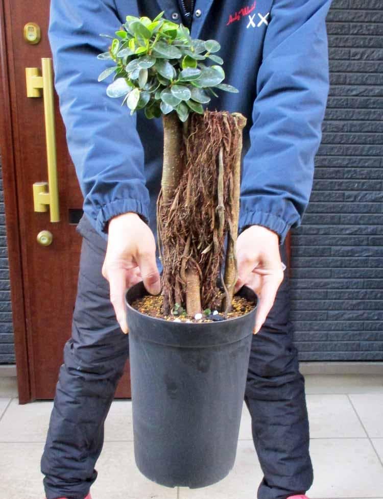 【現品】パンダガジュマル （ぱんだ・ガジュマル）（パンダ・ガジュマル）6号　M4