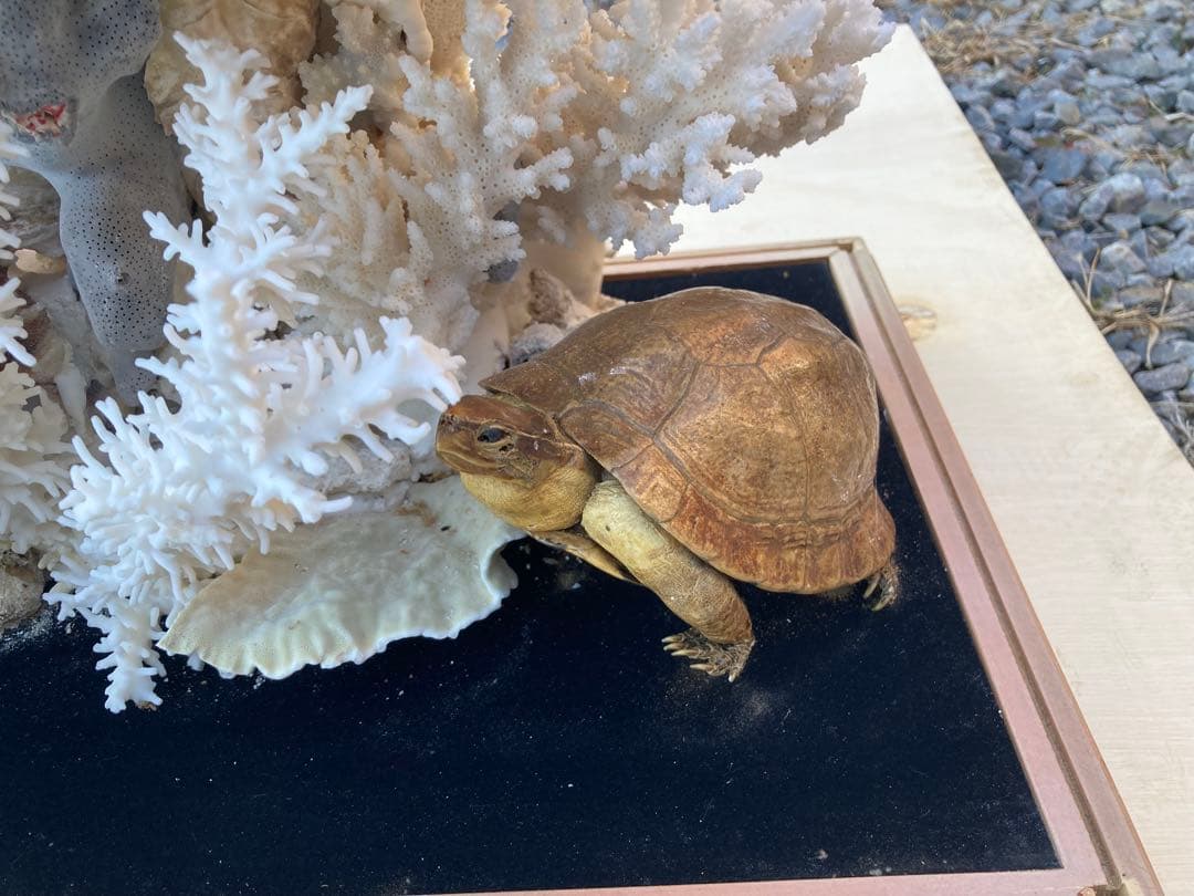 ホワイトサンゴの置物 亀付き