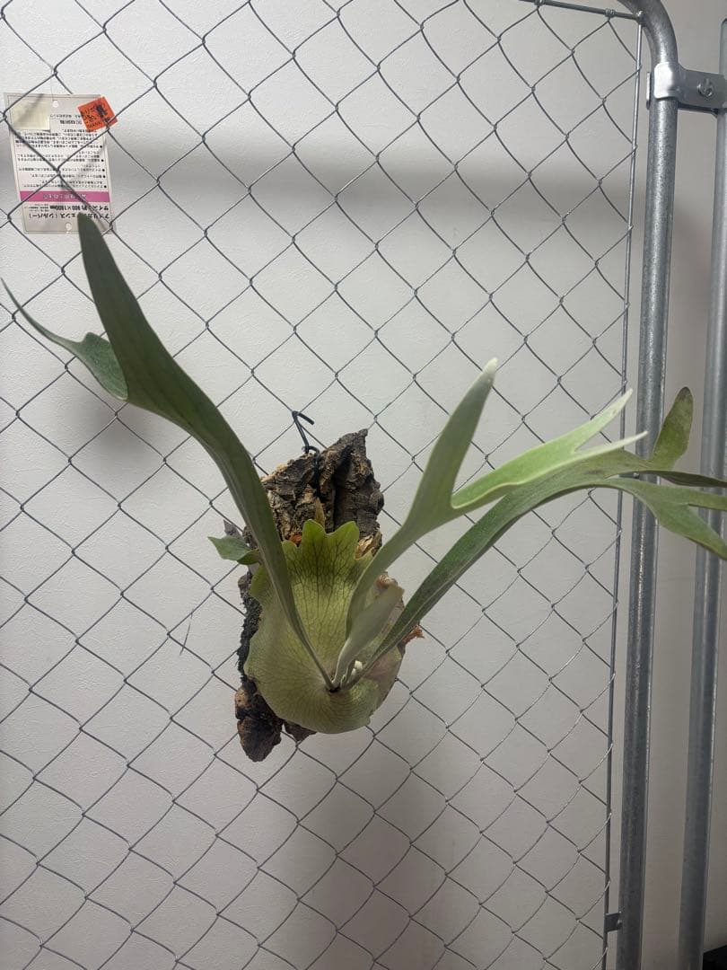 ビカクシダ AKKI 親株