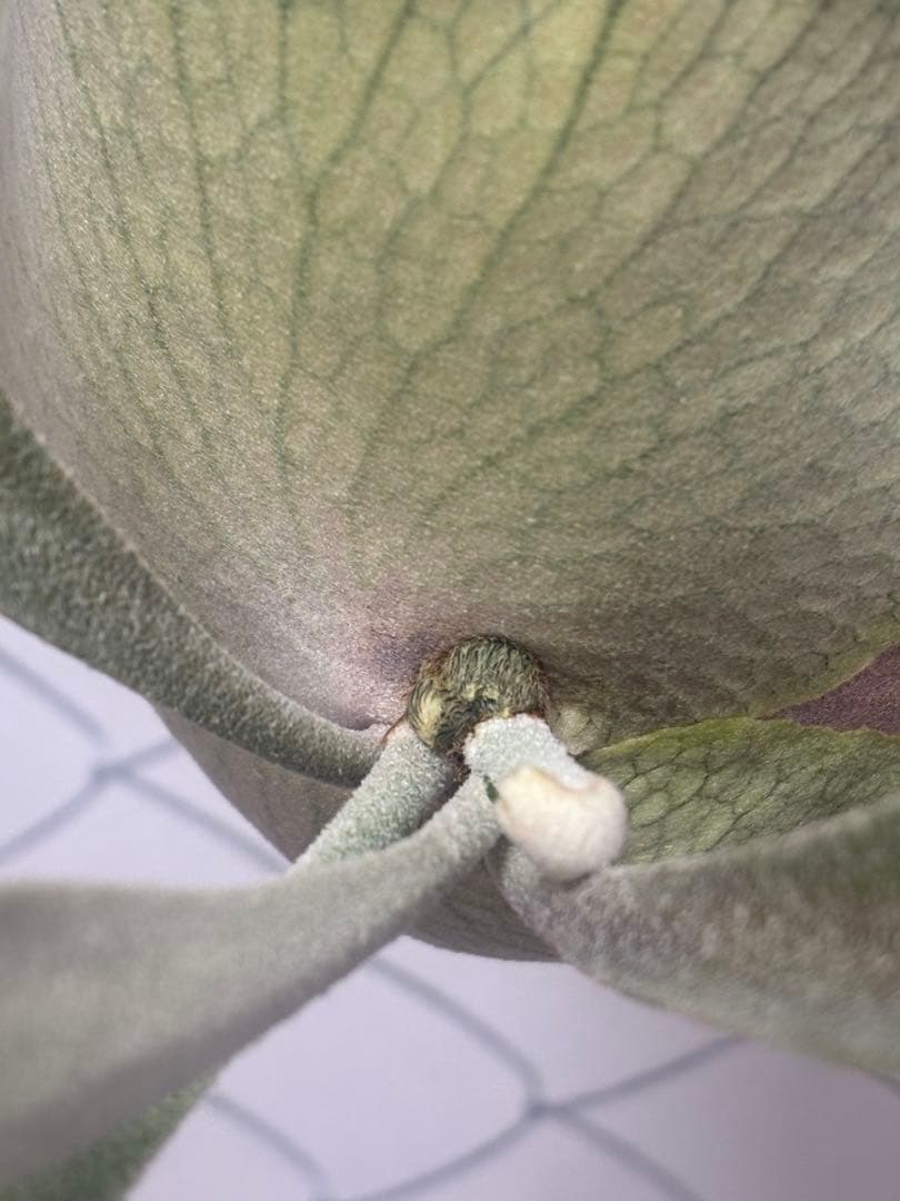 ビカクシダ AKKI 親株