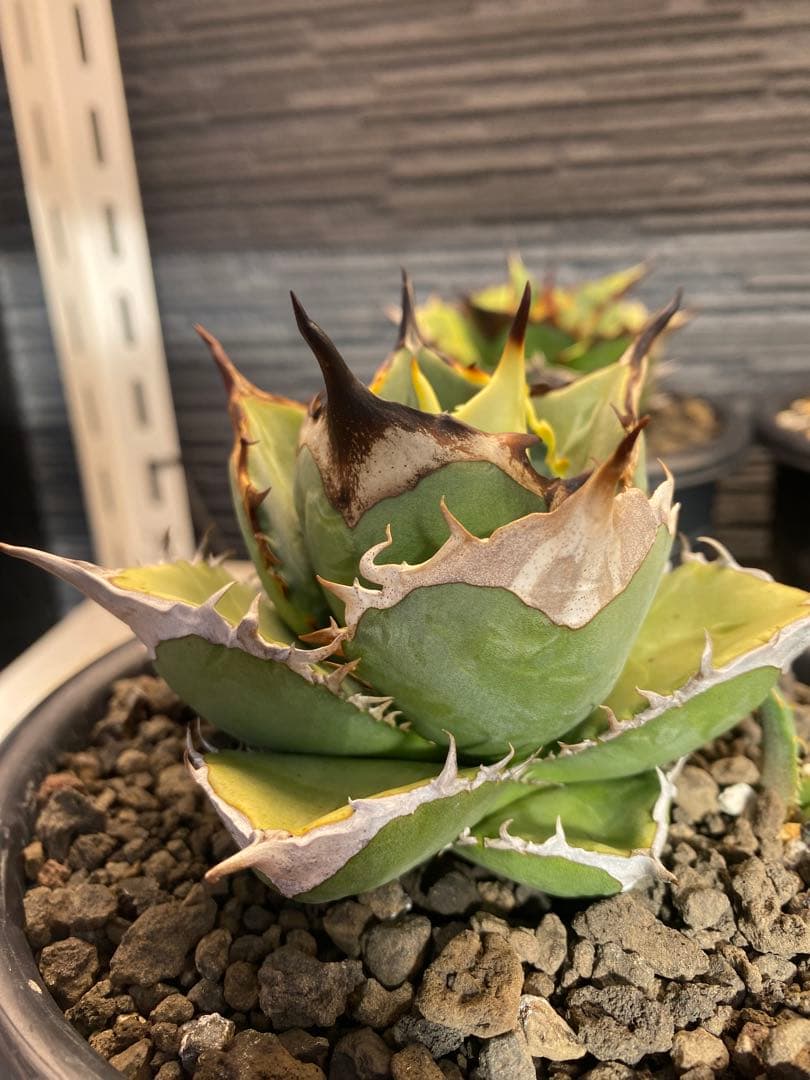 アガベ　オテロイ　実生