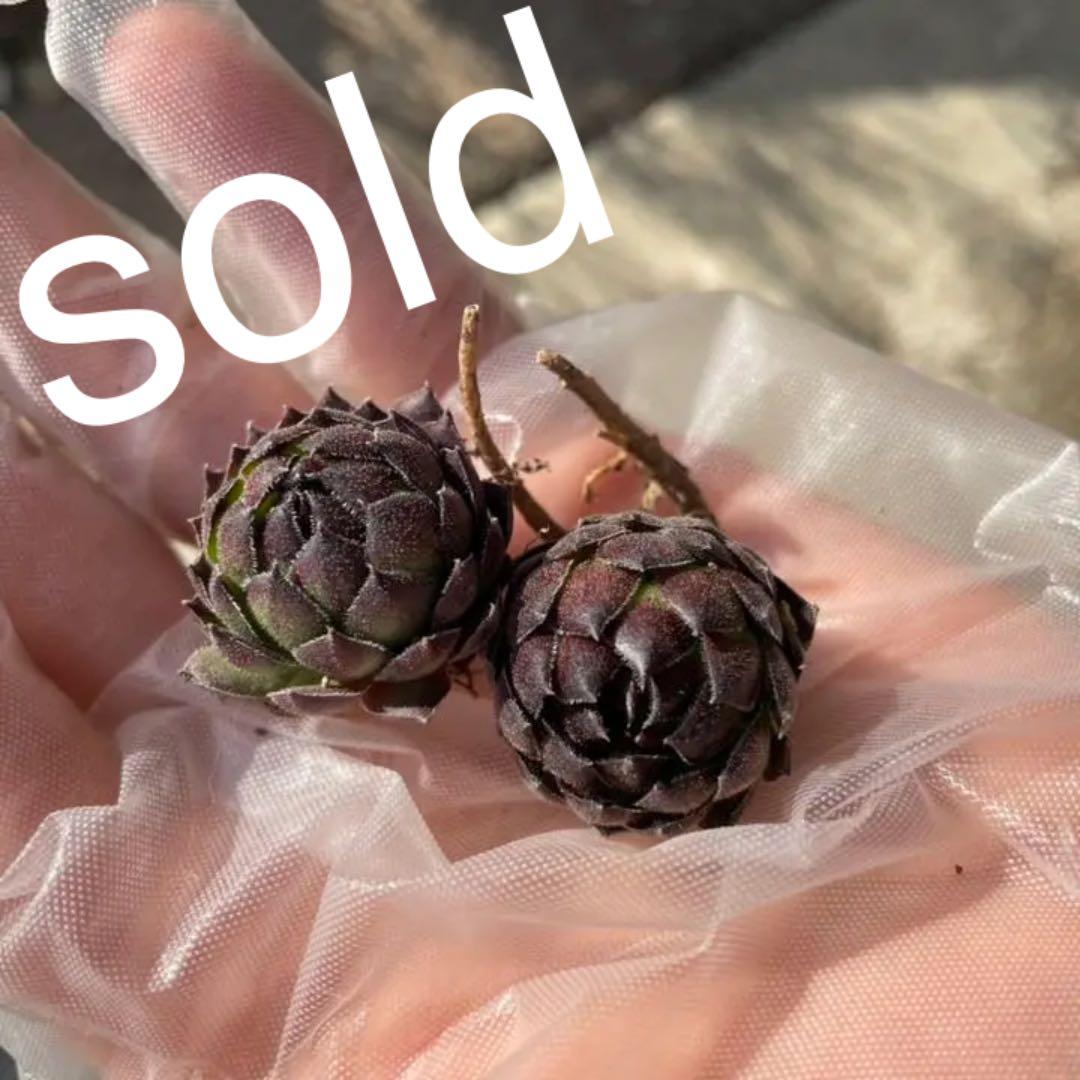 ブラックミニ  センペルビウム 抜き苗