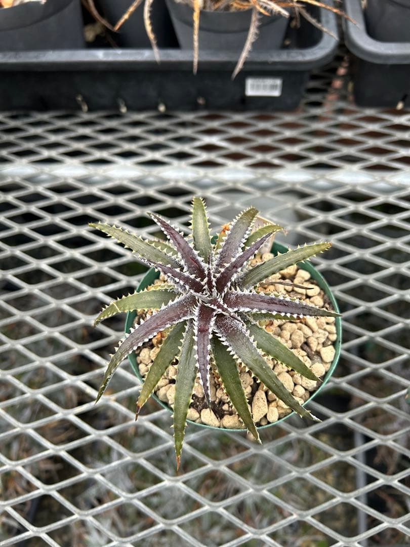 DBディッキア Dyckia Bill Baker hybrid #234