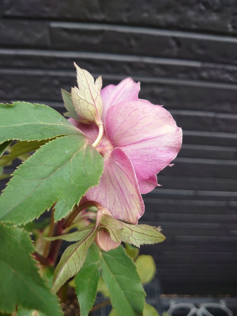 広瀬園芸　クリスマスローズ　Ｄ