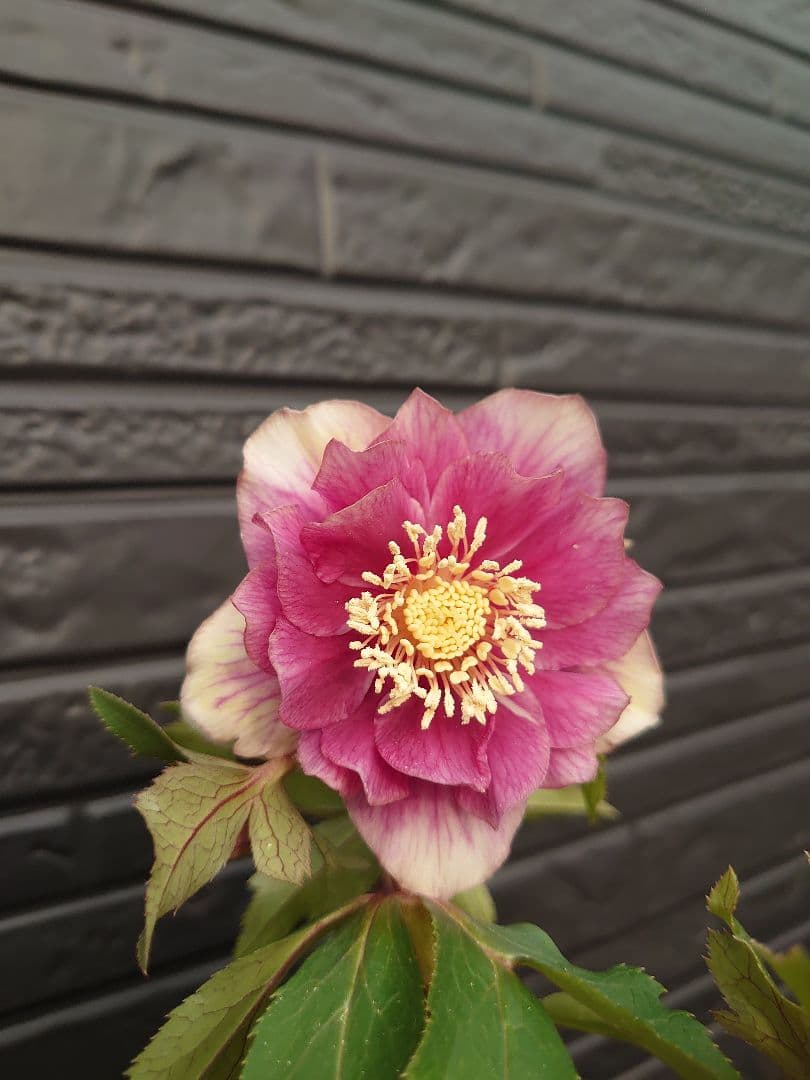 広瀬園芸　クリスマスローズ　Ｄ