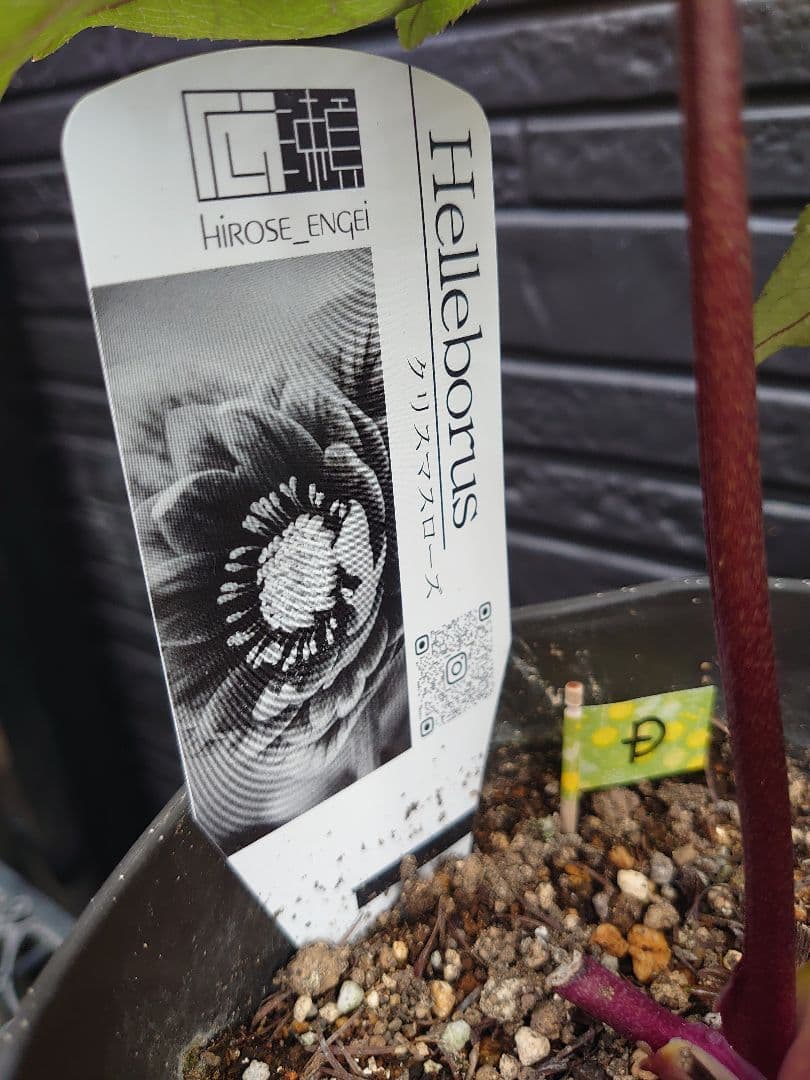 広瀬園芸　クリスマスローズ　Ｄ