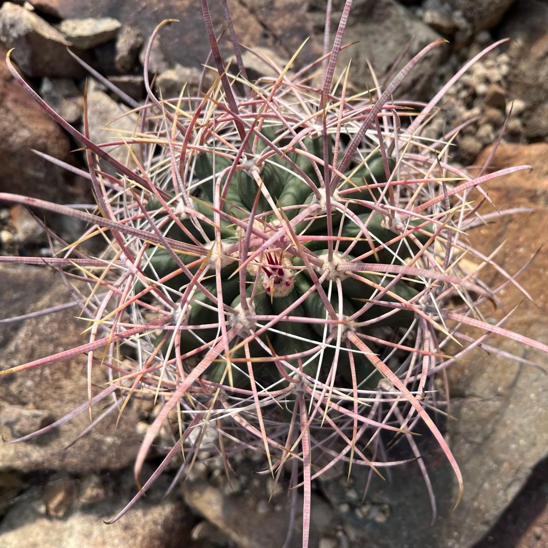 サボテン　フェロカクタス　【鯱頭】 美株