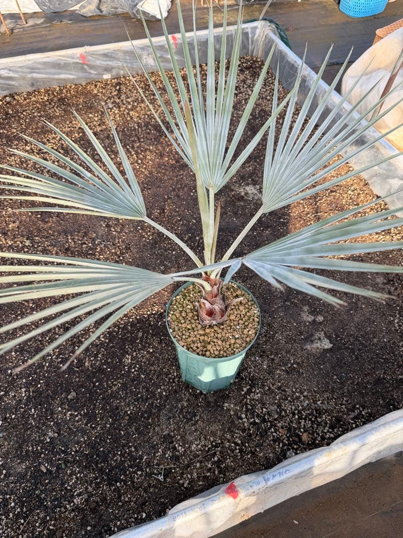 ブラヘアアルマータ　検）ココスヤシ　サバルヤシ　ワシントンヤシ　カナリーヤシ