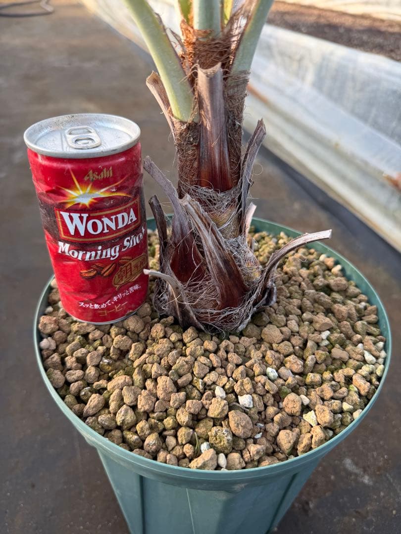 ブラヘアアルマータ　検）ココスヤシ　サバルヤシ　ワシントンヤシ　カナリーヤシ