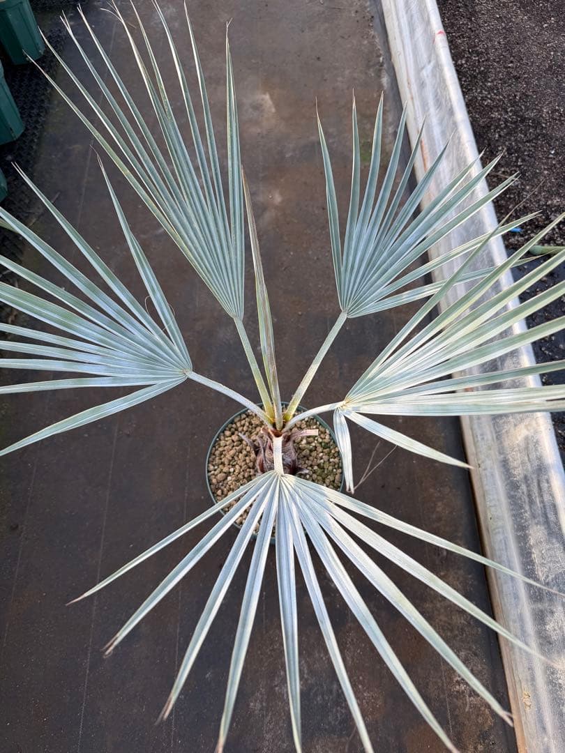 ブラヘアアルマータ　検）ココスヤシ　サバルヤシ　ワシントンヤシ　カナリーヤシ