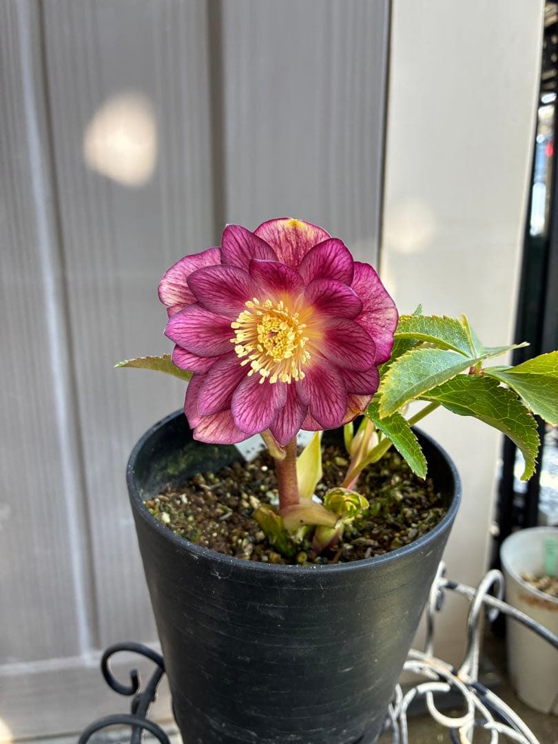 ♡広瀬園芸♡レッドピンクゴールド、ベイン