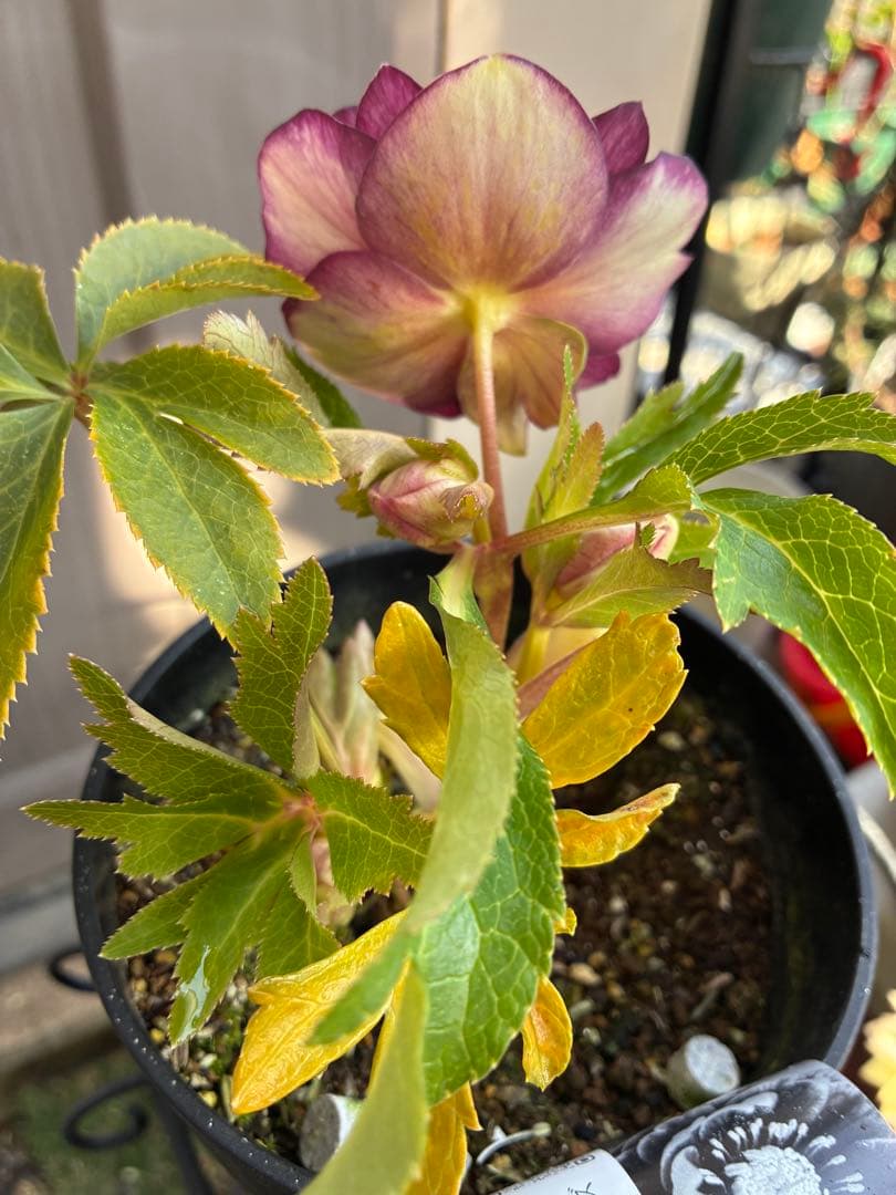 ♡広瀬園芸♡レッドピンクゴールド、ベイン