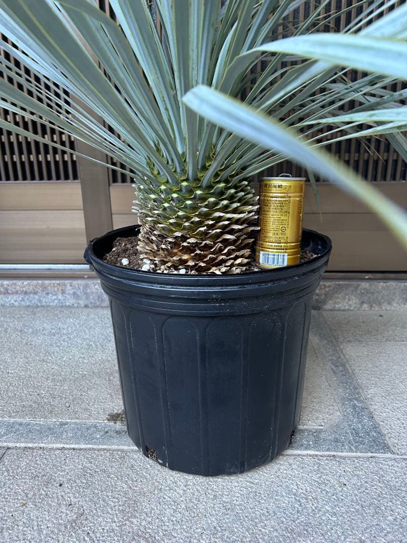 ユッカ　ロストラータ　シルバーブルーの葉色 幹立ち　ボリューム株