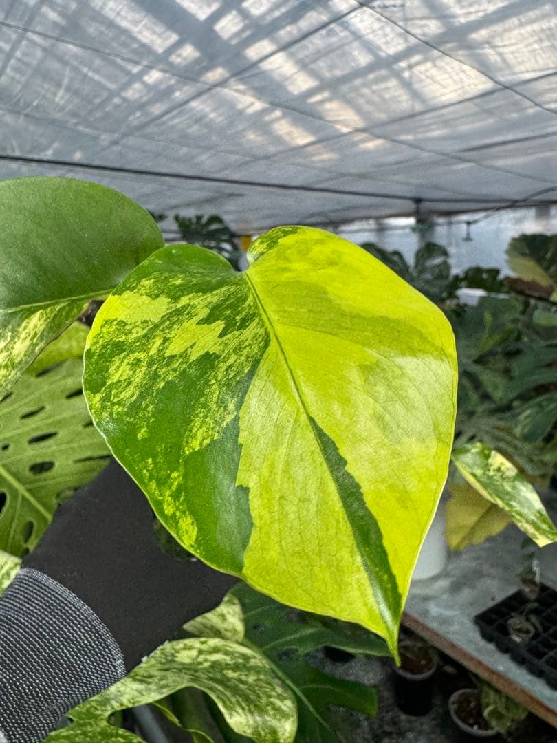 u*o様 K5モンステラ　イエローマリリン　黄斑入り