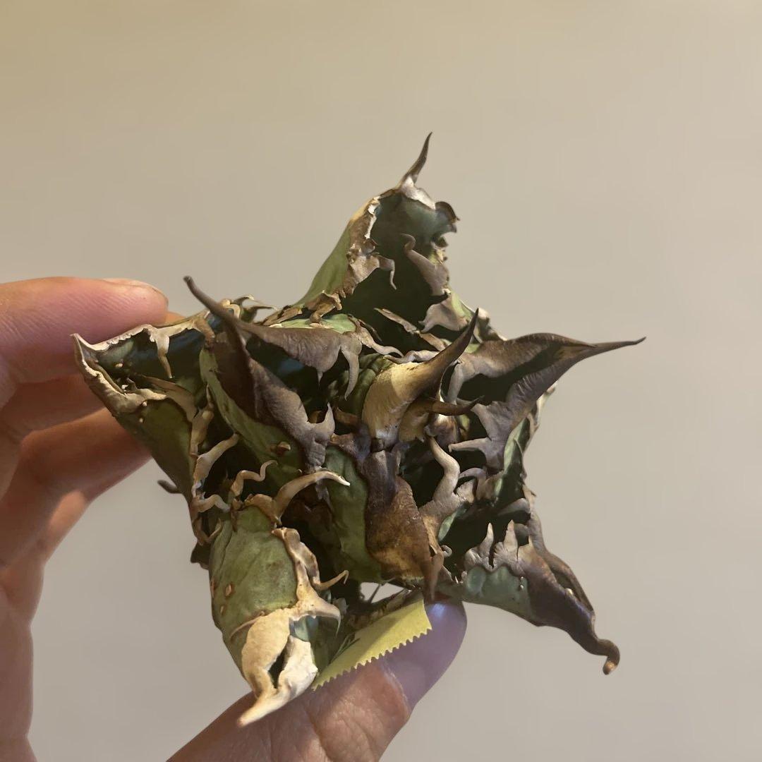 A061 アガベ オテロイ ノーネーム 現地株血統