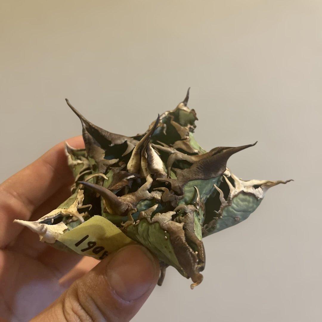 A061 アガベ オテロイ ノーネーム 現地株血統