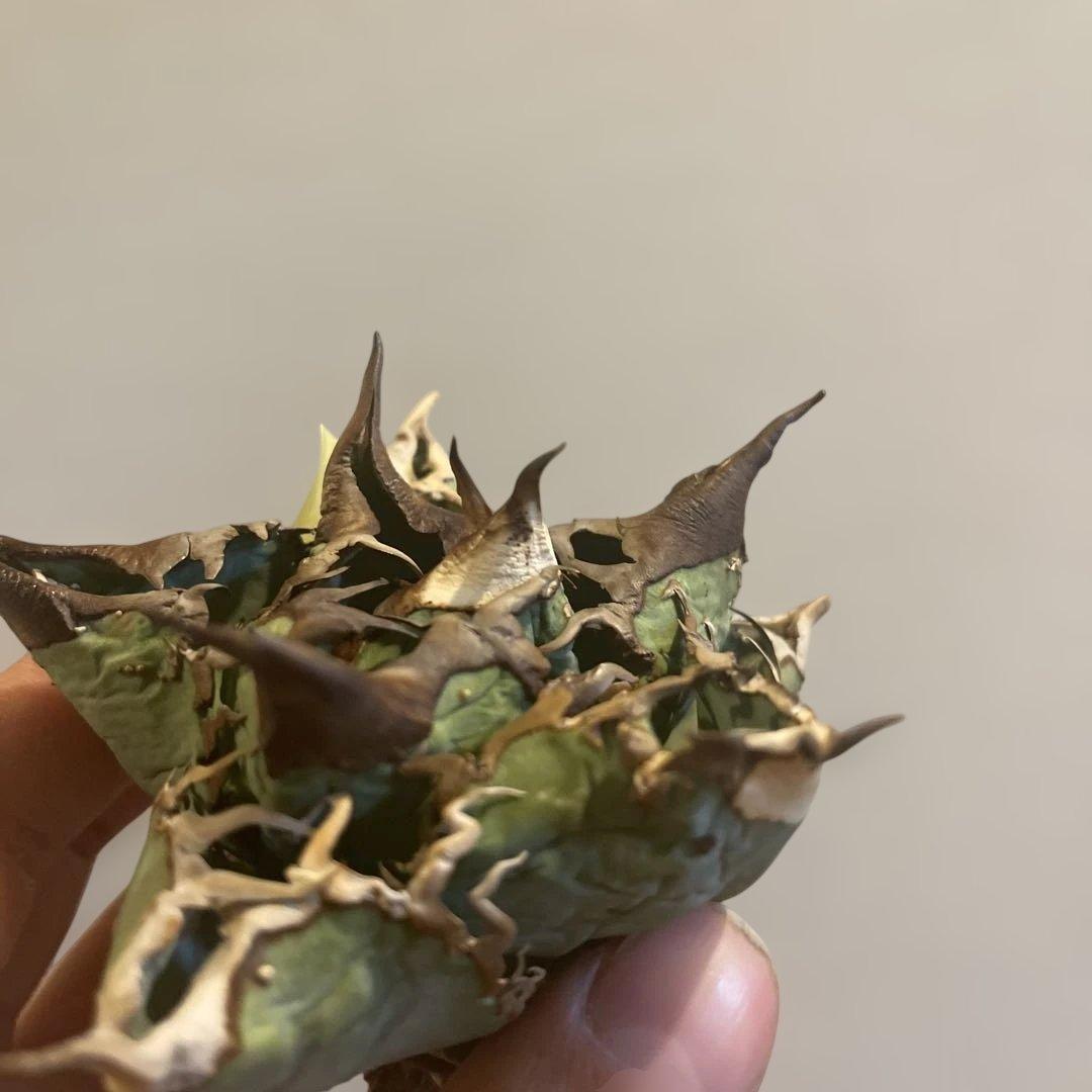 A061 アガベ オテロイ ノーネーム 現地株血統