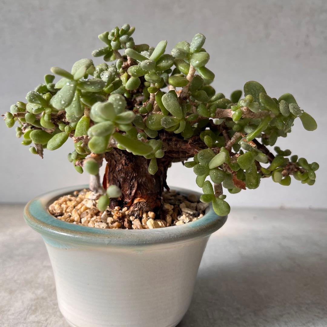 g*g様 ケラリアピグマエア　現地球　発根済み　塊根植物　陶器鉢セット　Ⅲ