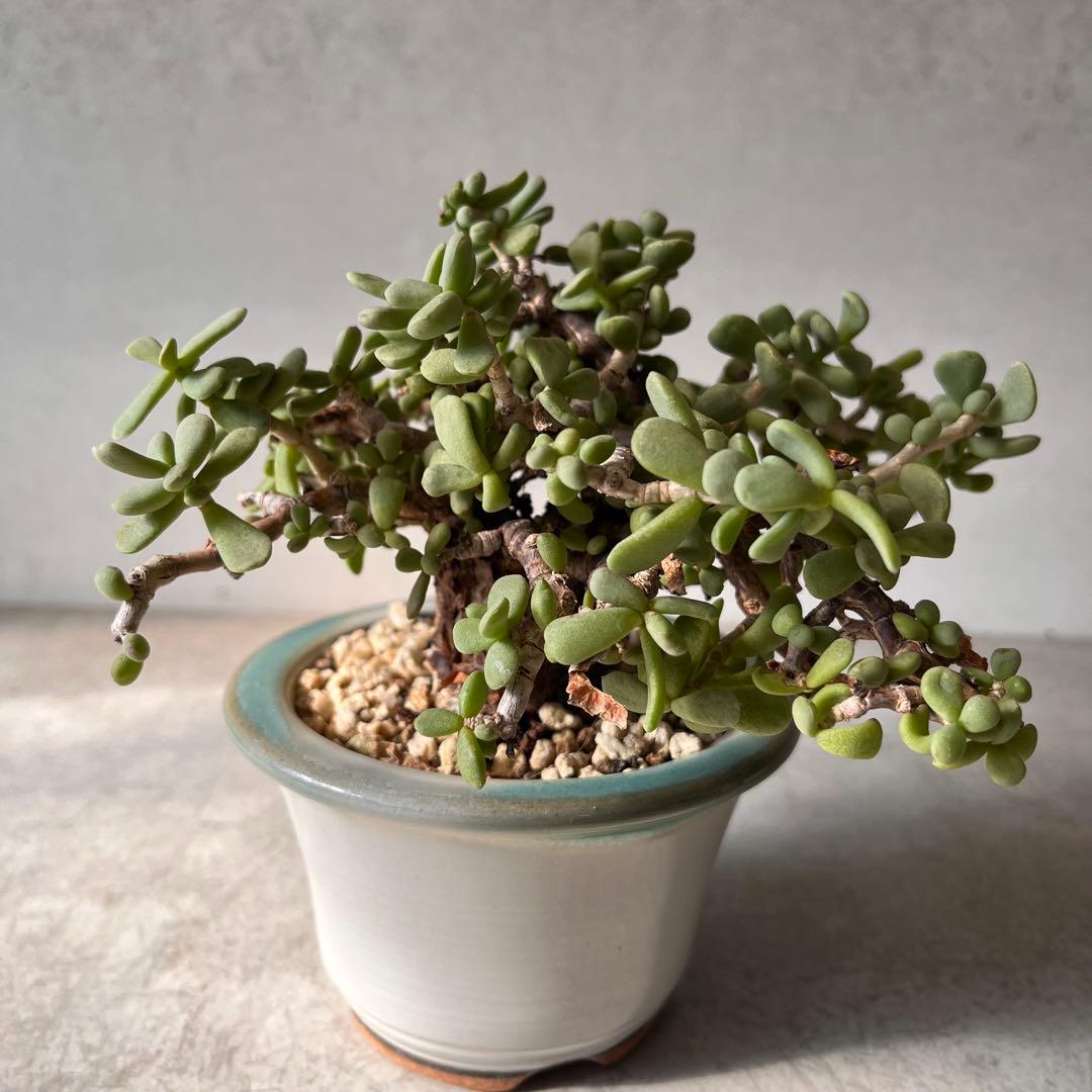 g*g様 ケラリアピグマエア　現地球　発根済み　塊根植物　陶器鉢セット　Ⅲ