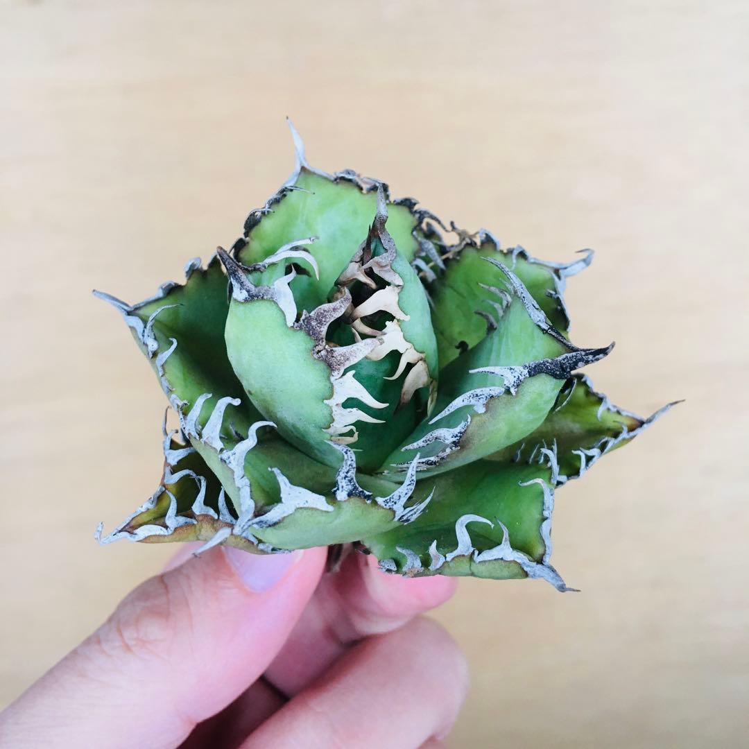 3 フィリグリー コンパクト ボールタイプ 矮性ミニTC株 アガベ チタノタ