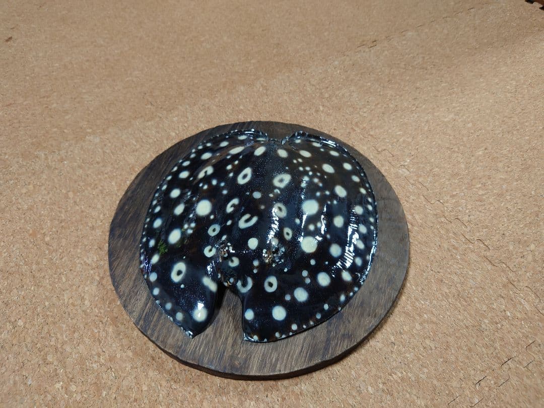 レア物 淡水エイ 剥製本物 熱帯魚 ダイヤモンドポルカ 標本