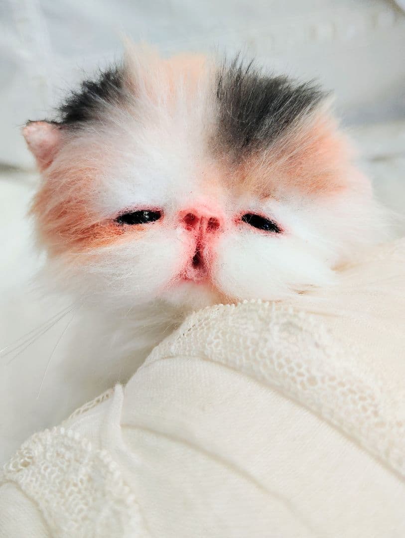 さんごやま様❤オーダー♡ほにゃほにゃ〜キャリコ子猫ちゃん♡アートドールぬいぐるみ