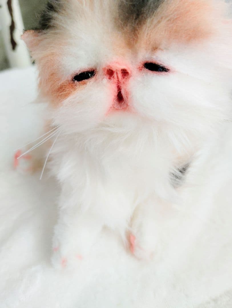 さんごやま様❤オーダー♡ほにゃほにゃ〜キャリコ子猫ちゃん♡アートドールぬいぐるみ