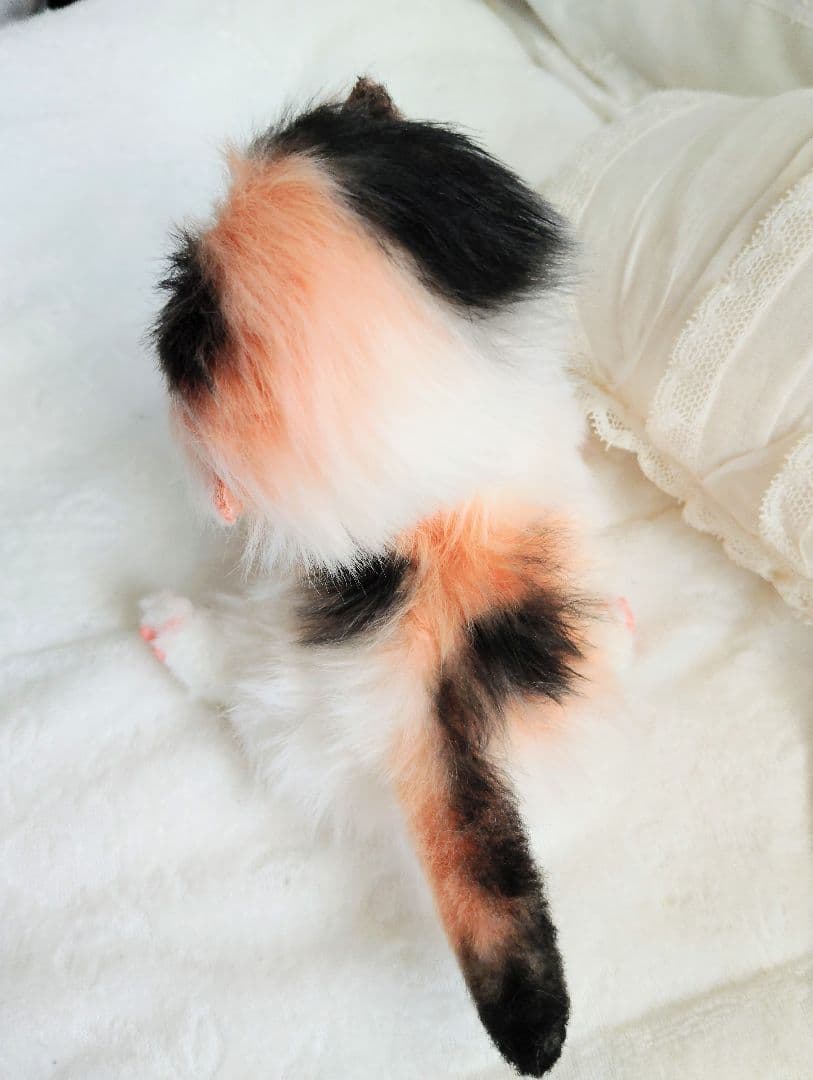 さんごやま様❤オーダー♡ほにゃほにゃ〜キャリコ子猫ちゃん♡アートドールぬいぐるみ
