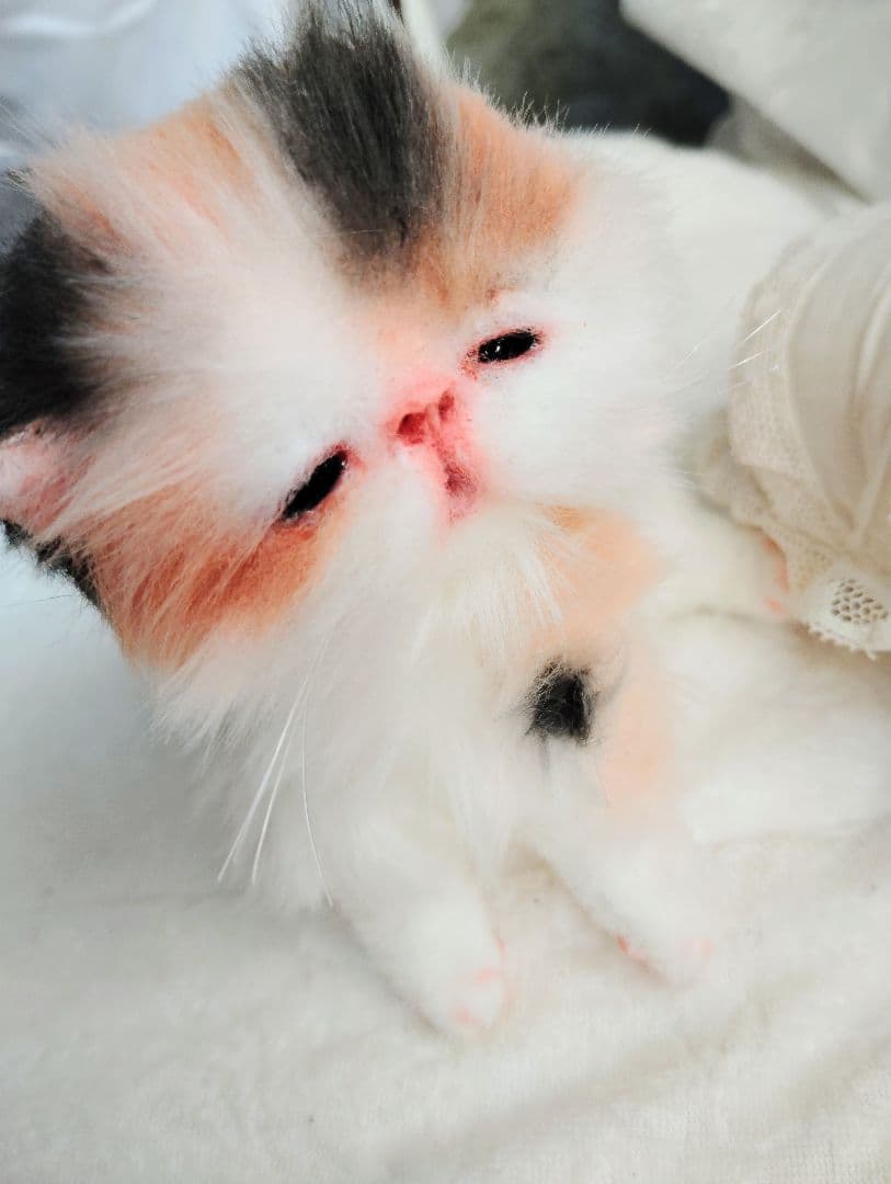 さんごやま様❤オーダー♡ほにゃほにゃ〜キャリコ子猫ちゃん♡アートドールぬいぐるみ