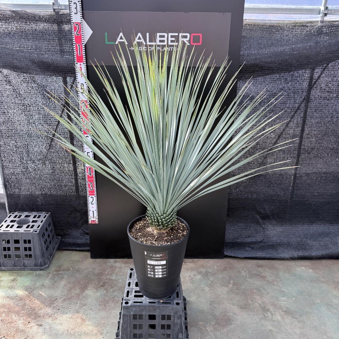 k*u様 【AL1186】ユッカ　ロストラータ　ランチョブルー