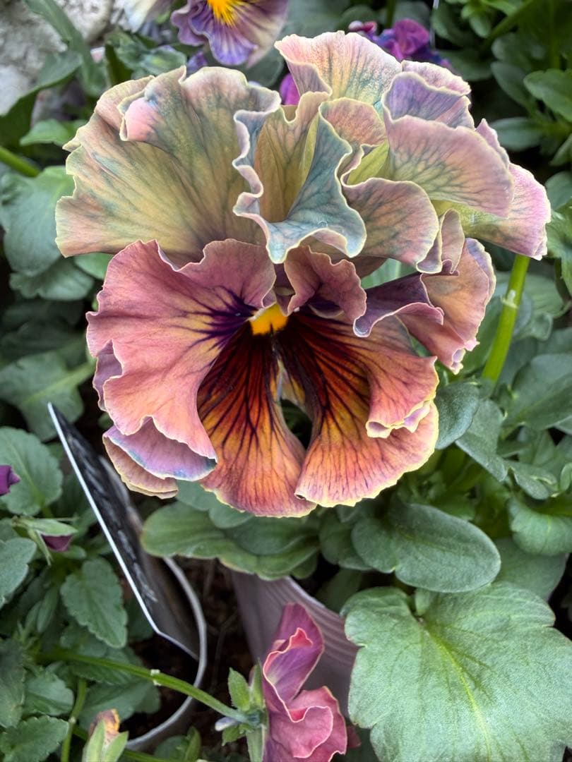 専用　アイクルール　金閣庭園の新緑