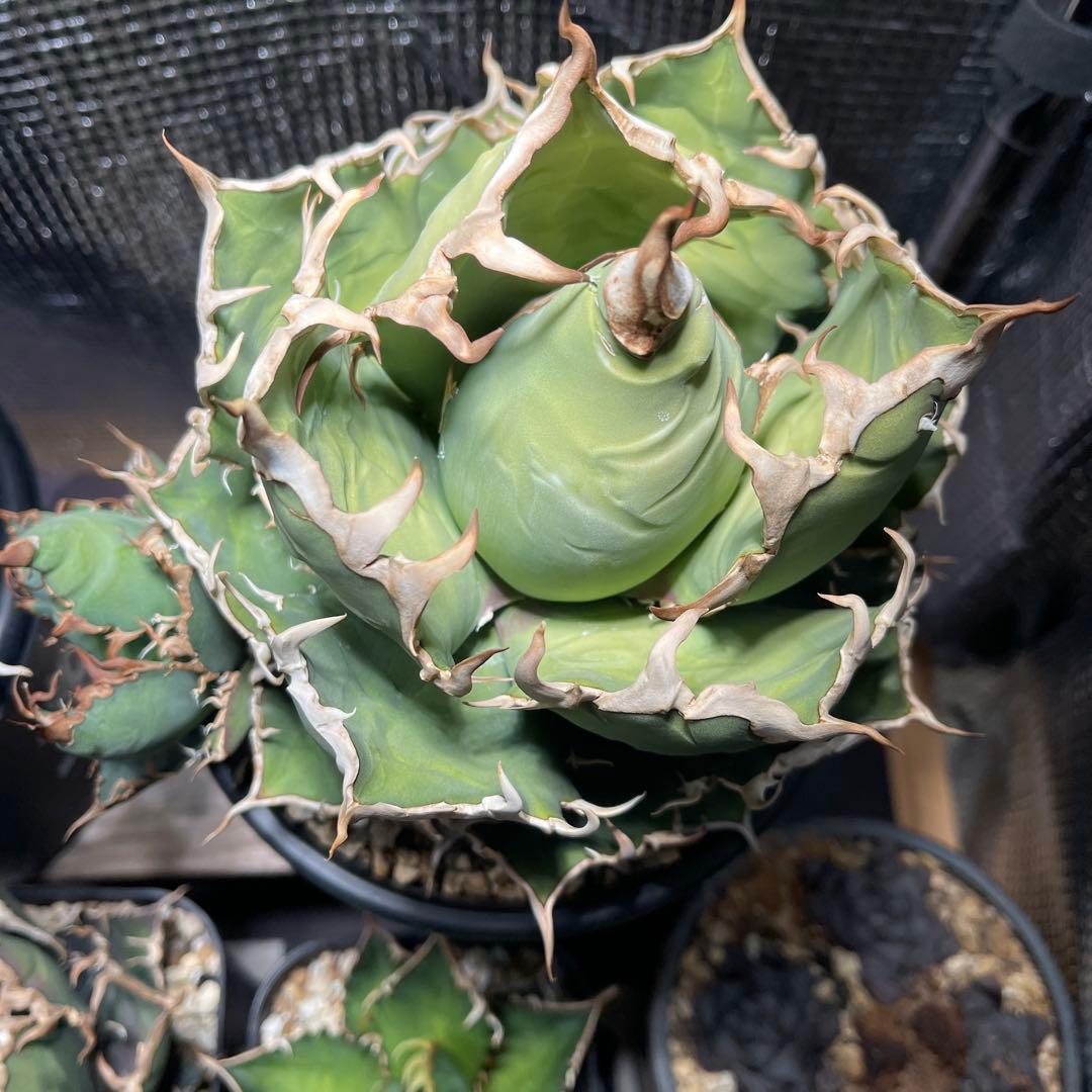 大特価　アガベ チタノタ　ボールタイプシーザー　凱撒　現品株　子株付き