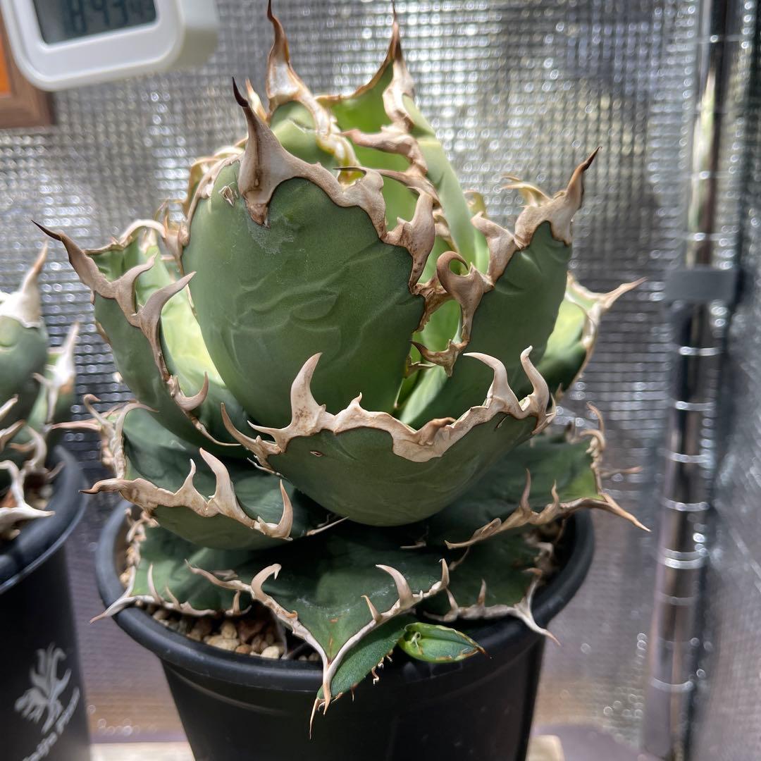 大特価　アガベ チタノタ　ボールタイプシーザー　凱撒　現品株　子株付き