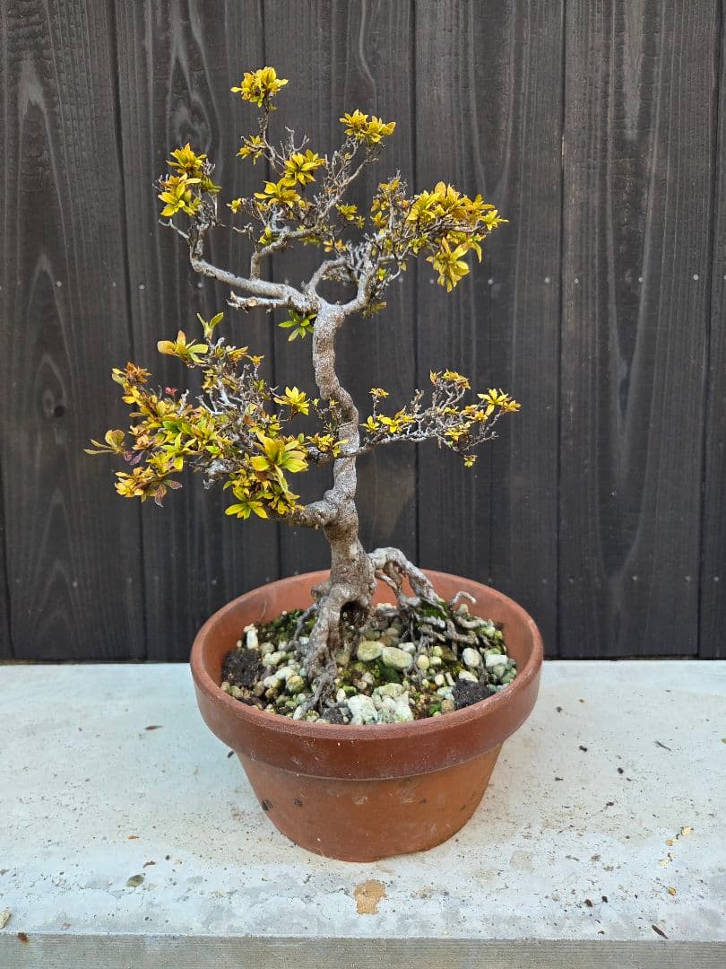 皐月盆栽「秋月」