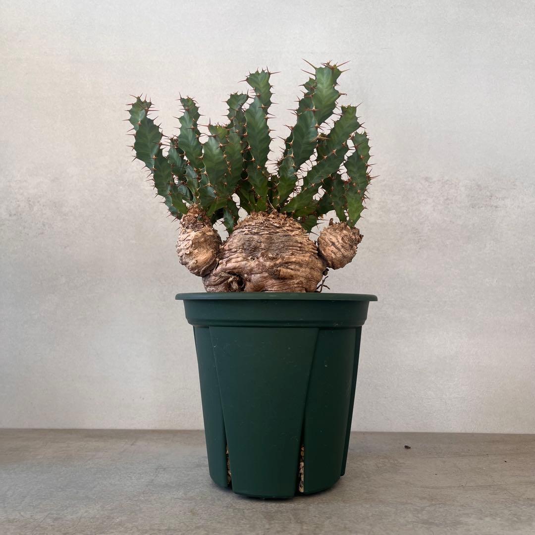 ユーフォルビア　クラビゲラ　現地球　Euphorbia clavigera 美株