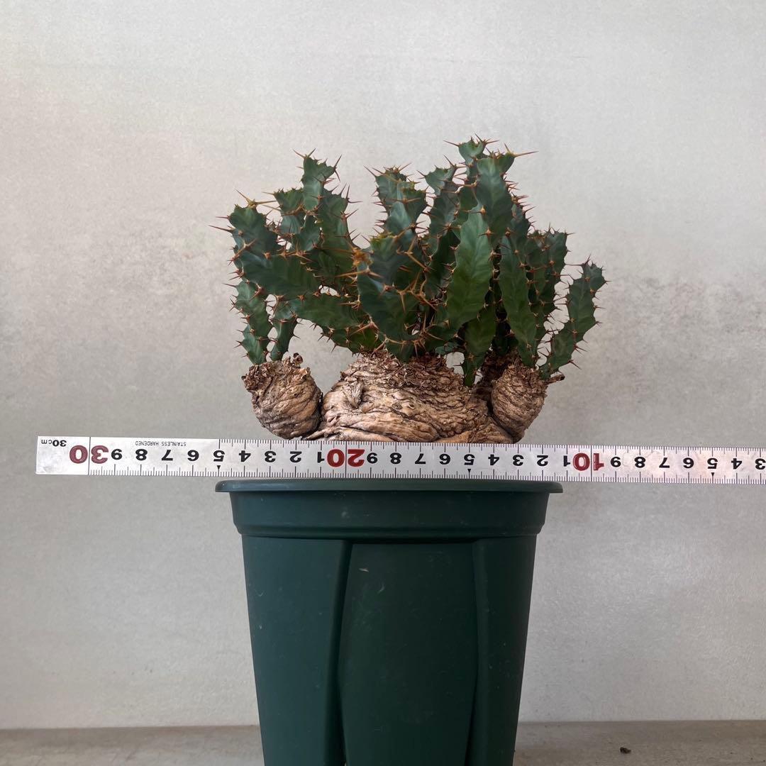 ユーフォルビア　クラビゲラ　現地球　Euphorbia clavigera 美株