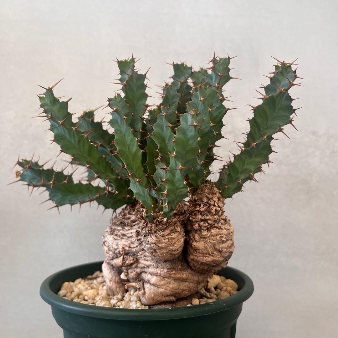 ユーフォルビア　クラビゲラ　現地球　Euphorbia clavigera 美株