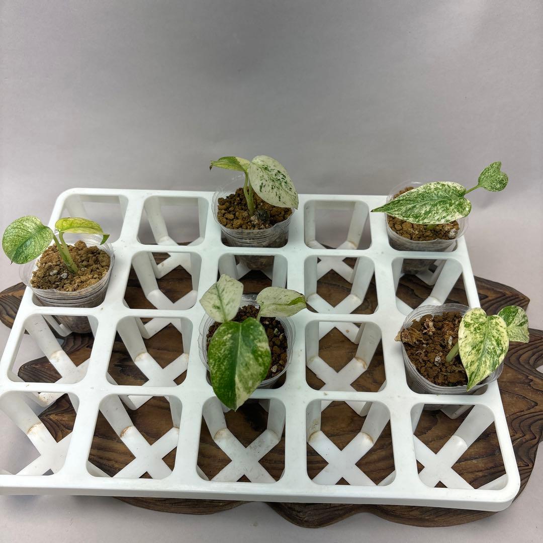 桃*郎様 5株セットms72【特別選抜】ホワイトモンスター／天津蘭 モンステラ斑