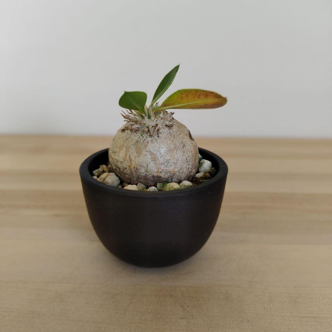 パキポディウム　ブレビカウレ　恵比寿笑い　現地株　プラ鉢ごと発送