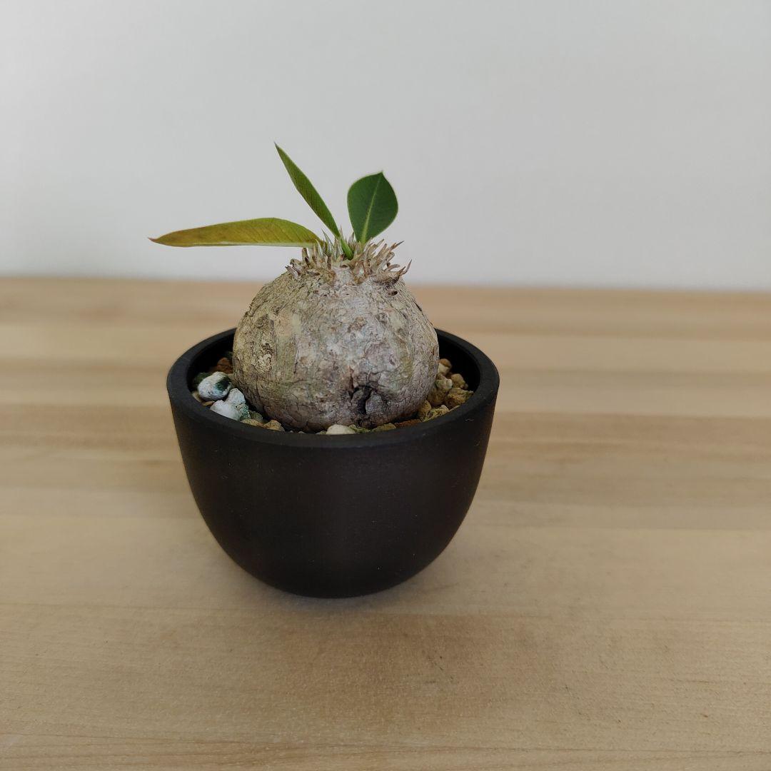 パキポディウム　ブレビカウレ　恵比寿笑い　現地株　プラ鉢ごと発送