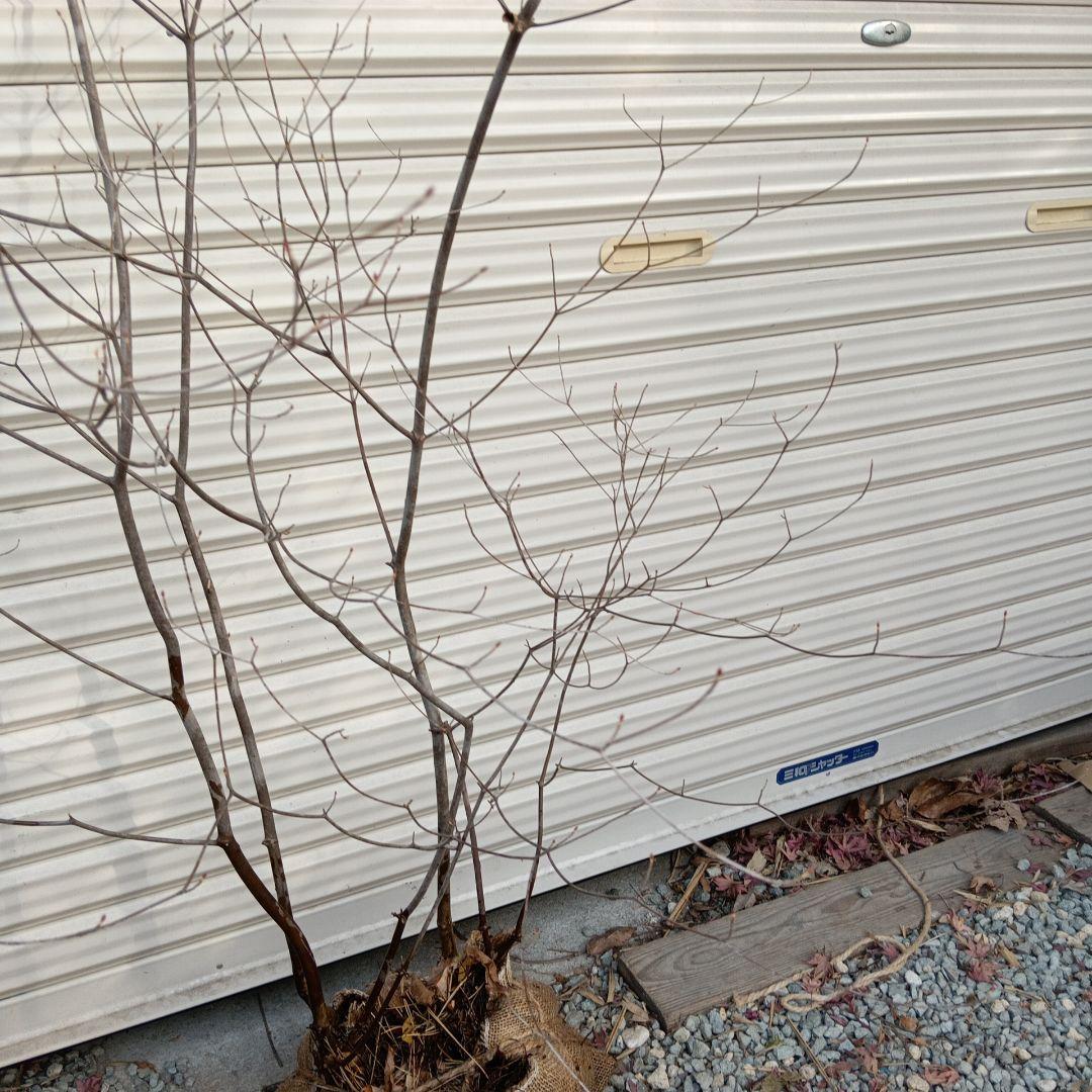 アブラツツジ　株立　山採り　山ドウダンツツジ