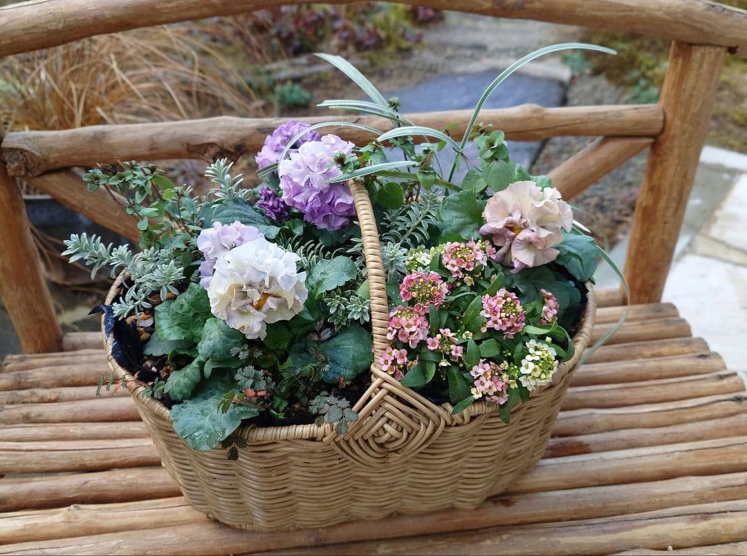 寄せ植え花　プリセドールcocoテイアラ