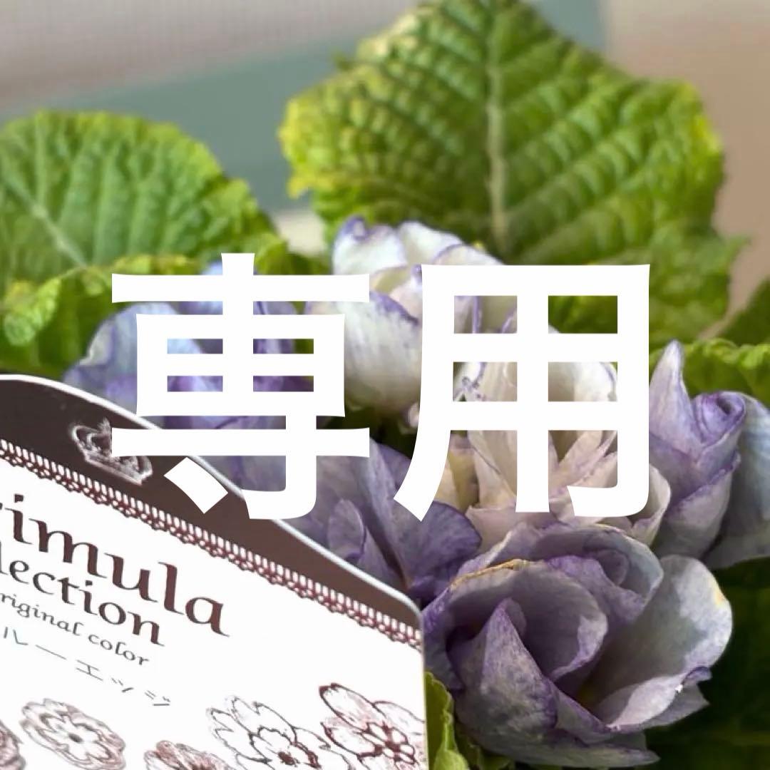 【K-plants】プリムラ　ブルーエッジ　ポット苗《2/5》