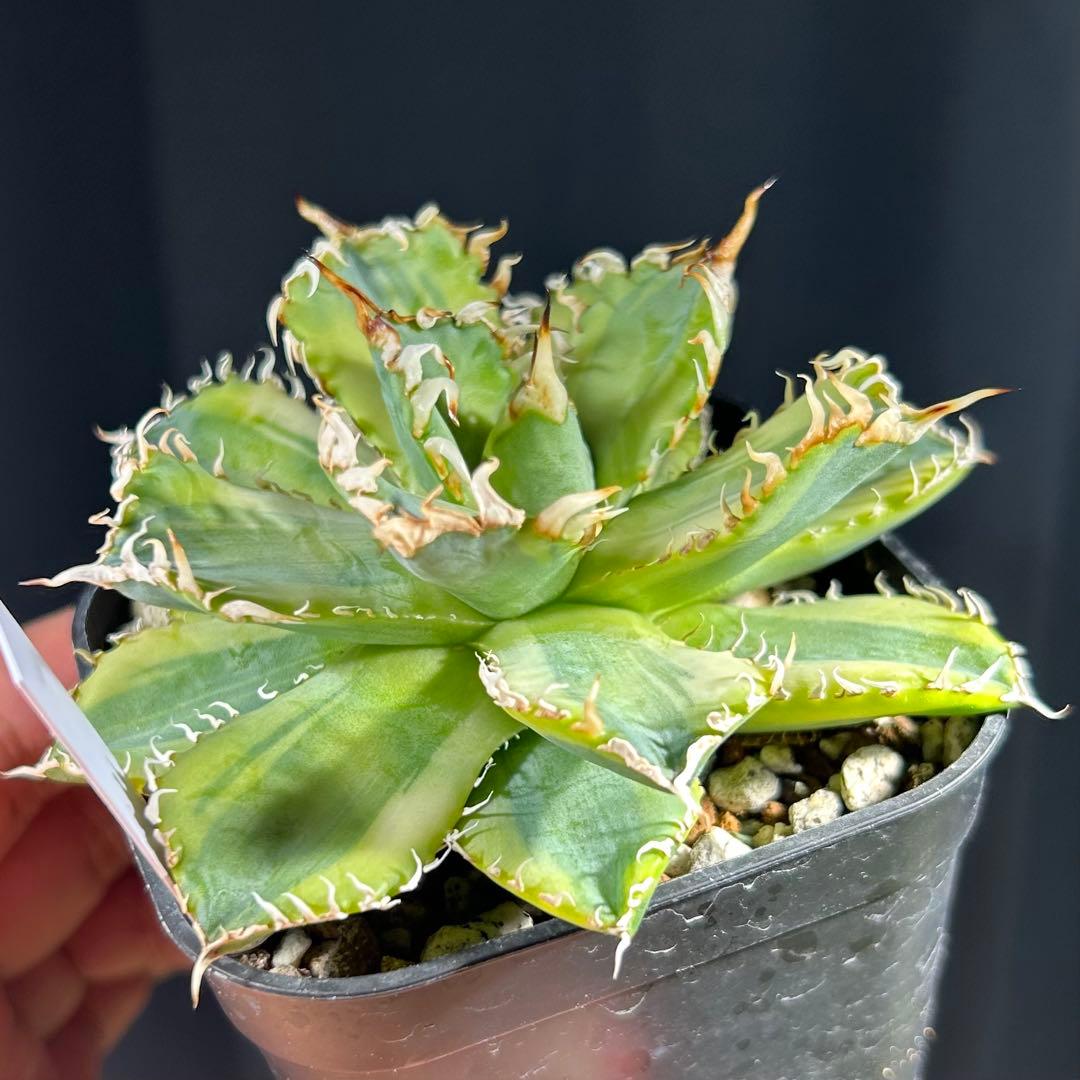 【美株コンパクト】アガベ チタノタ フィリグリー 覆輪斑入り株