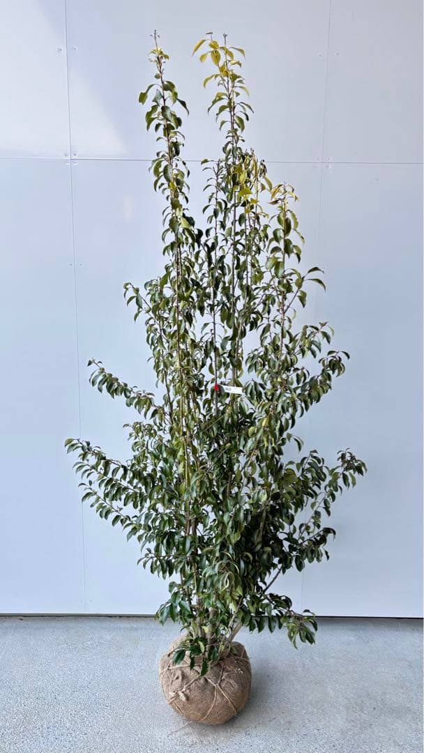 良形の株立 お庭の主役にどうぞ ソヨゴ 460 樹高1.9m位 常緑樹