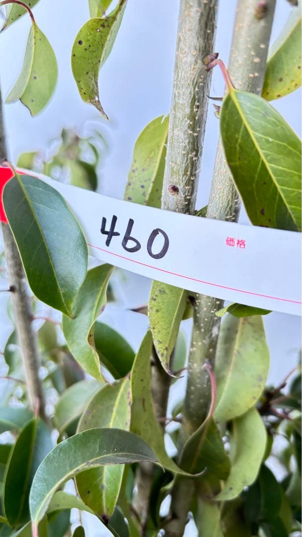 良形の株立 お庭の主役にどうぞ ソヨゴ 460 樹高1.9m位 常緑樹